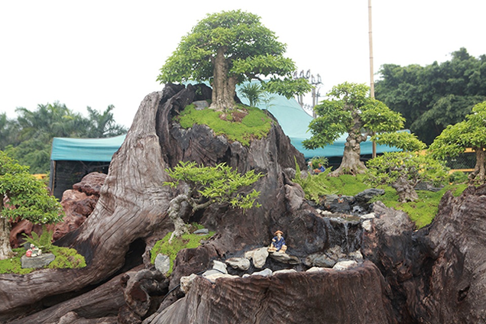 Cho mai chiếu thủy nở hoa trắng tinh trên khúc gỗ đen sì, chủ nhân ra giá tiền tỷ - 5 Cho mai chiếu thủy nở hoa trắng tinh trên khúc gỗ đen sì, chủ nhân ra giá tiền tỷ - 5