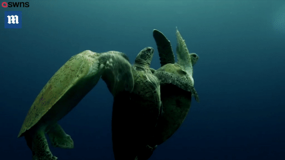 Rùa đực đánh nhau để tranh bạn tình khiến rùa cái ngộp thở suýt chết - 2 Rùa đực đánh nhau để tranh bạn tình khiến rùa cái ngộp thở suýt chết - 2