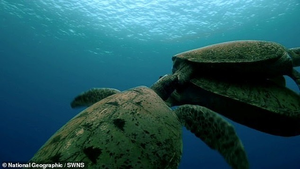 Rùa đực đánh nhau để tranh bạn tình khiến rùa cái ngộp thở suýt chết - 1 Rùa đực đánh nhau để tranh bạn tình khiến rùa cái ngộp thở suýt chết - 1