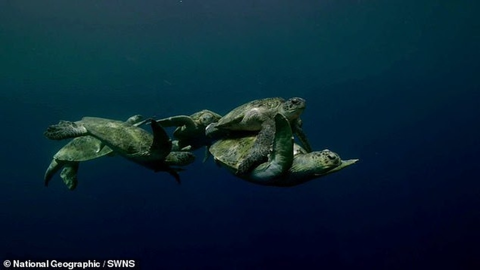 Rùa đực đánh nhau để tranh bạn tình khiến rùa cái ngộp thở suýt chết - 3 Rùa đực đánh nhau để tranh bạn tình khiến rùa cái ngộp thở suýt chết - 3