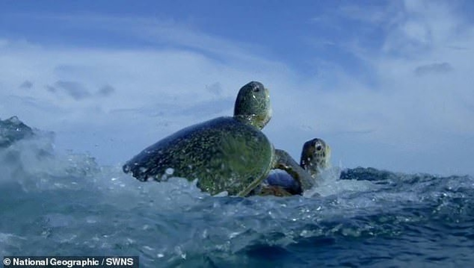 Rùa đực đánh nhau để tranh bạn tình khiến rùa cái ngộp thở suýt chết - 4 Rùa đực đánh nhau để tranh bạn tình khiến rùa cái ngộp thở suýt chết - 4