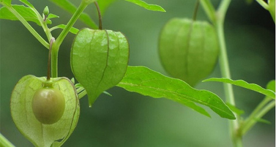 5 loại cây mọc hoang tại Việt Nam, sang nước ngoài trở thành “thần dược” đắt giá - 2 5 loại cây mọc hoang tại Việt Nam, sang nước ngoài trở thành “thần dược” đắt giá - 2