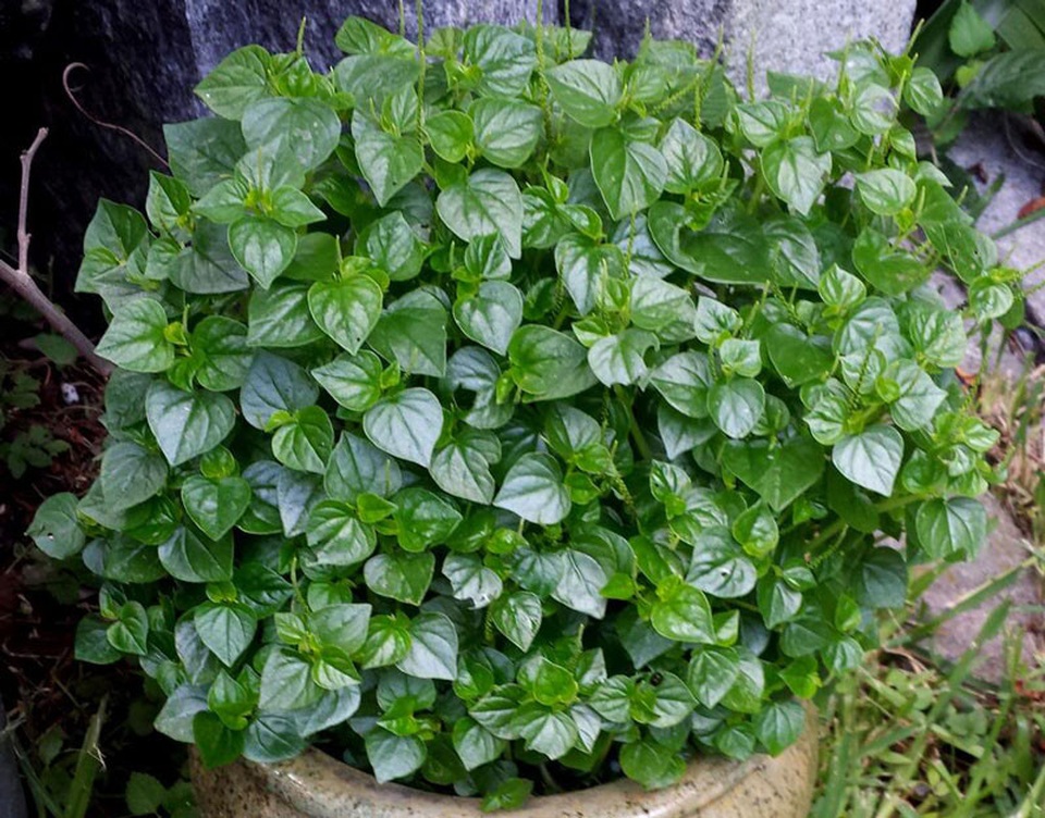 5 loại cây mọc hoang tại Việt Nam, sang nước ngoài trở thành “thần dược” đắt giá - 7 5 loại cây mọc hoang tại Việt Nam, sang nước ngoài trở thành “thần dược” đắt giá - 7