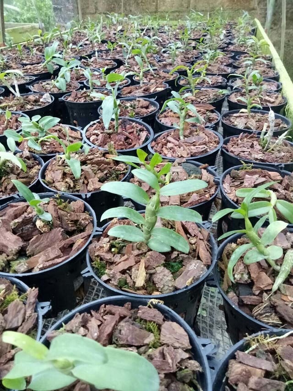 Lạ Thái Nguyên: Vườn lan nhiều loại siêu độc, giá cả chục triệu 1cm - 11 Lạ Thái Nguyên: Vườn lan nhiều loại siêu độc, giá cả chục triệu 1cm - 11