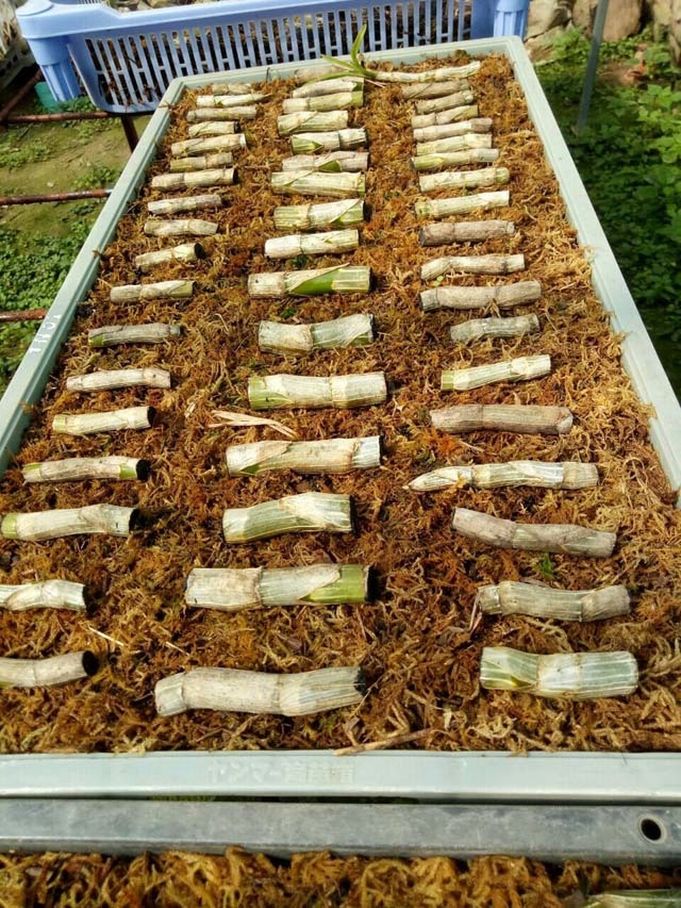 Lạ Thái Nguyên: Vườn lan nhiều loại siêu độc, giá cả chục triệu 1cm - 12 Lạ Thái Nguyên: Vườn lan nhiều loại siêu độc, giá cả chục triệu 1cm - 12