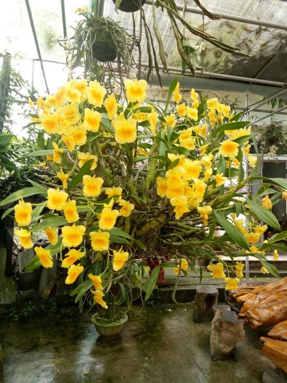 Lạ Thái Nguyên: Vườn lan nhiều loại siêu độc, giá cả chục triệu 1cm - 6 Lạ Thái Nguyên: Vườn lan nhiều loại siêu độc, giá cả chục triệu 1cm - 6