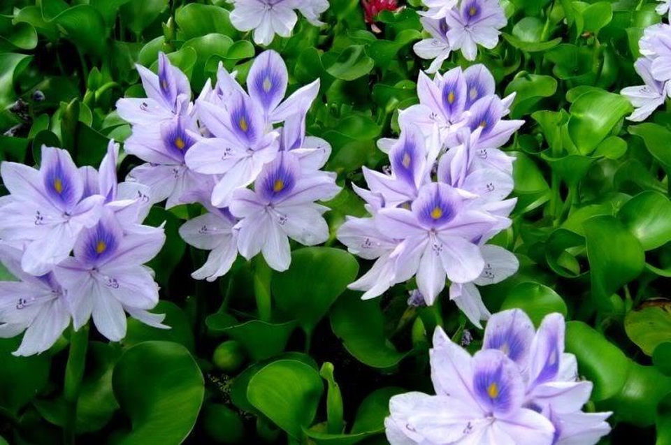 5 loại cây mọc hoang tại Việt Nam, sang nước ngoài trở thành “thần dược” đắt giá - 5 5 loại cây mọc hoang tại Việt Nam, sang nước ngoài trở thành “thần dược” đắt giá - 5