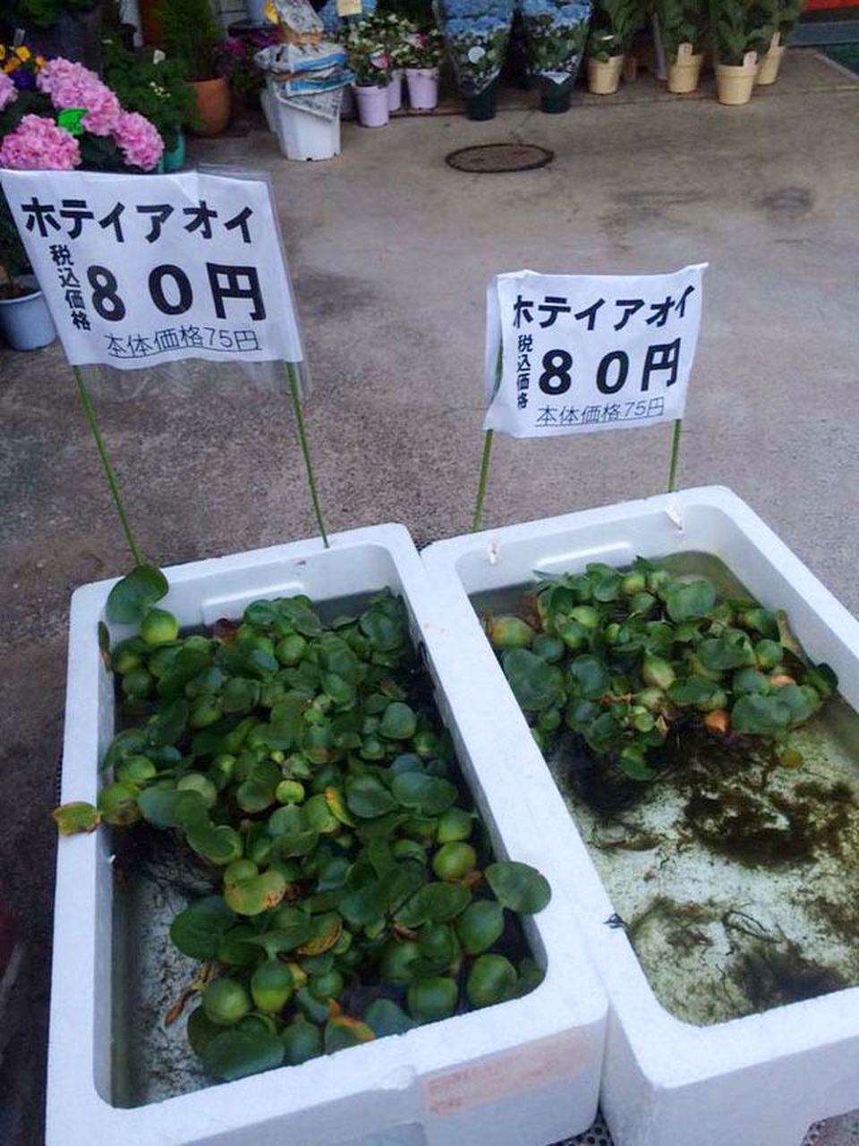 5 loại cây mọc hoang tại Việt Nam, sang nước ngoài trở thành “thần dược” đắt giá - 6 5 loại cây mọc hoang tại Việt Nam, sang nước ngoài trở thành “thần dược” đắt giá - 6