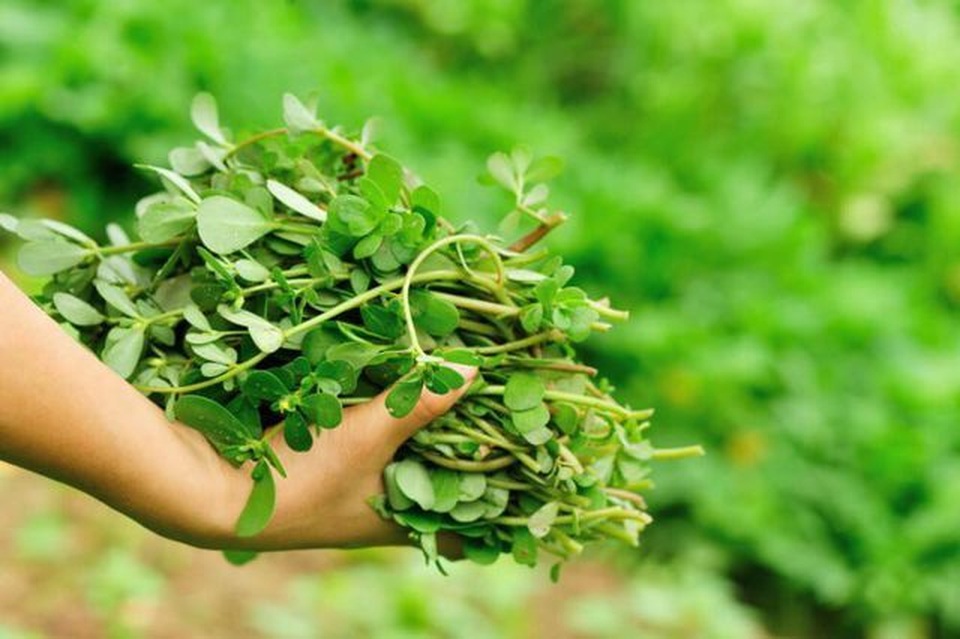 5 loại cây mọc hoang tại Việt Nam, sang nước ngoài trở thành “thần dược” đắt giá - 15 5 loại cây mọc hoang tại Việt Nam, sang nước ngoài trở thành “thần dược” đắt giá - 15