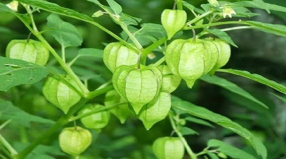 5 loại cây mọc hoang tại Việt Nam, sang nước ngoài trở thành “thần dược” đắt giá - 1 5 loại cây mọc hoang tại Việt Nam, sang nước ngoài trở thành “thần dược” đắt giá - 1