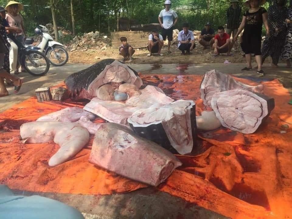 Thực hư thông tin cá voi quý hiếm bị xẻ thịt bán - 2 Thực hư thông tin cá voi quý hiếm bị xẻ thịt bán - 2