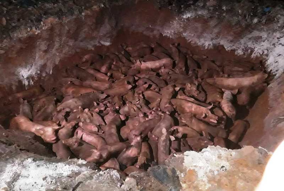 Đề nghị công an vào cuộc vụ vận chuyển lợn nhiễm bệnh dịch tả châu Phi đi tiêu thụ - 2 Đề nghị công an vào cuộc vụ vận chuyển lợn nhiễm bệnh dịch tả châu Phi đi tiêu thụ - 2