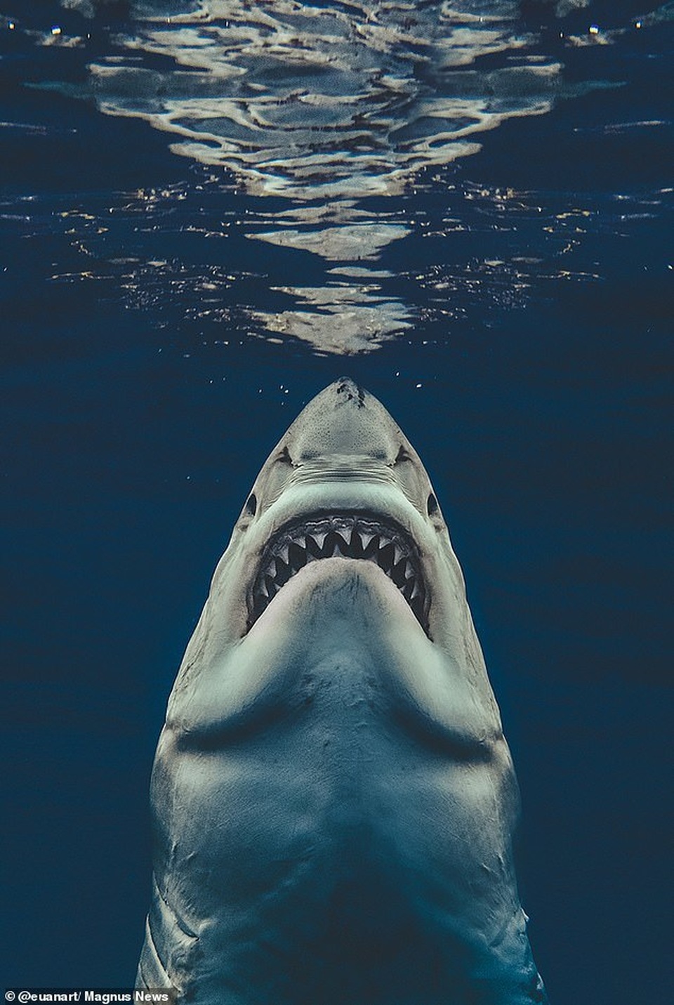 Cá mập phim Hoạt hình Clip nghệ thuật - Da Đen, Hình Ảnh Cá Mập png tải về  - Miễn phí trong suốt Cá Mập png Tải về.