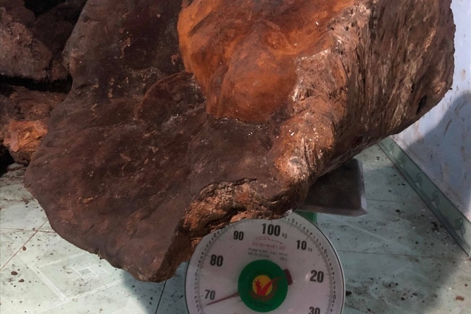 Quảng Nam: Choáng với cây nấm 70kg, trả giá 60 triệu chưa bán - 1 Quảng Nam: Choáng với cây nấm 70kg, trả giá 60 triệu chưa bán - 1