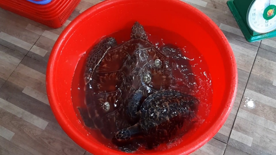 Một người dân mua 2 cá thể rùa biển quý hiếm thả về môi trường tự nhiên - 1 Một người dân mua 2 cá thể rùa biển quý hiếm thả về môi trường tự nhiên - 1