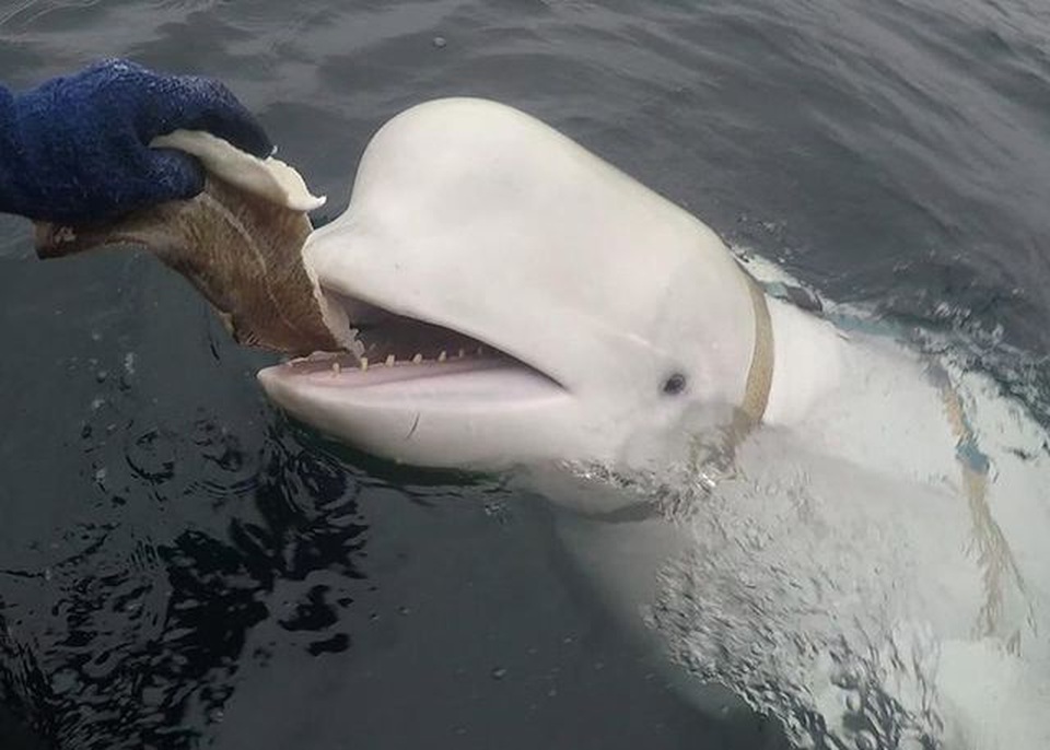 Cá voi trắng nghi là “gián điệp của Nga” nhặt điện thoại dưới đáy biển - 1 Cá voi trắng nghi là “gián điệp của Nga” nhặt điện thoại dưới đáy biển - 1