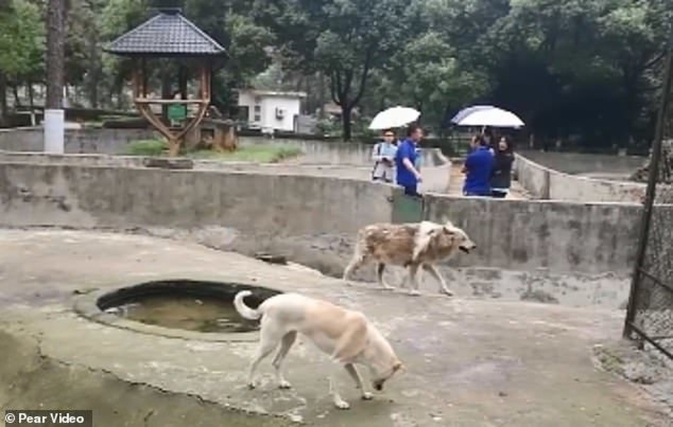 Vườn thú bị nghi lừa dối du khách khi nuôi chó nhà nhưng ghi biển... chuồng chó sói - 1 Vườn thú bị nghi lừa dối du khách khi nuôi chó nhà nhưng ghi biển... chuồng chó sói - 1