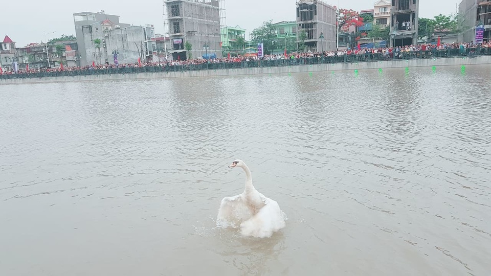 Người dân Hải Phòng đổ xô đi ngắm đàn thiên nga trên sông Tam Bạc - 8 Người dân Hải Phòng đổ xô đi ngắm đàn thiên nga trên sông Tam Bạc - 8