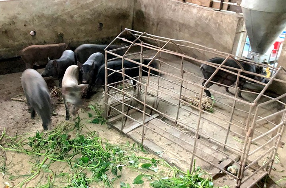 Dịch tả lợn châu Phi lan đến Bình Phước - 1 Dịch tả lợn châu Phi lan đến Bình Phước - 1
