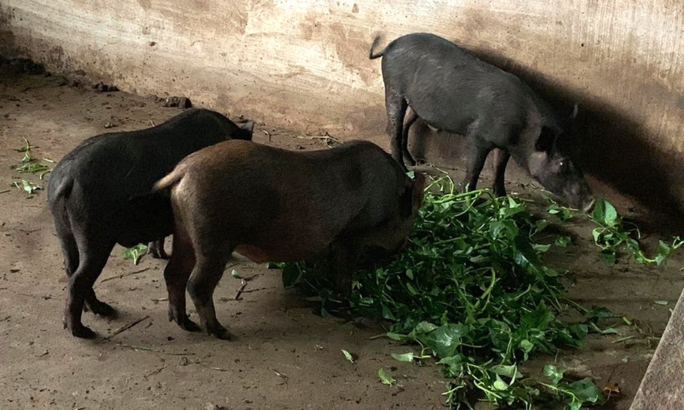 Dịch tả lợn châu Phi lan đến Bình Phước - 2 Dịch tả lợn châu Phi lan đến Bình Phước - 2