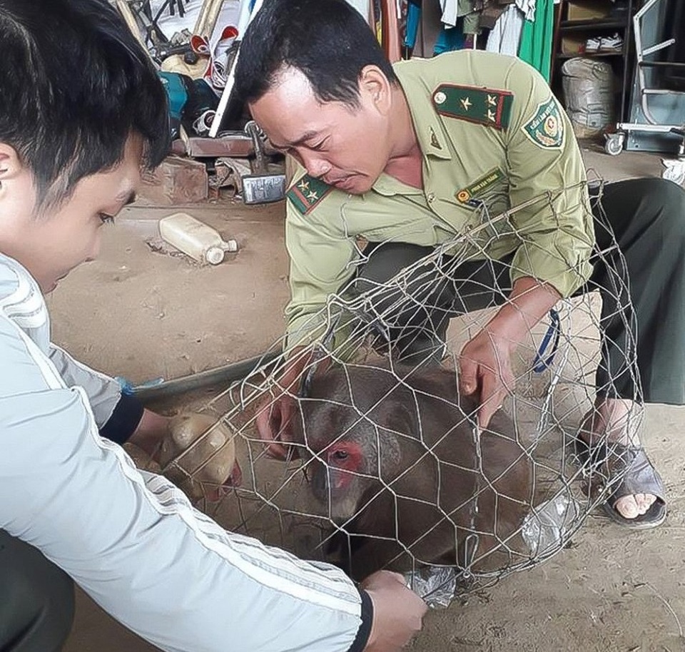 Thả nhiều linh trường quý hiếm về tự nhiên - 1 Thả nhiều linh trường quý hiếm về tự nhiên - 1