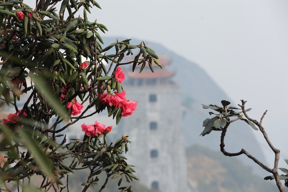 Ngắm đỗ quyên Hoàng Liên đẹp ngỡ ngàng từ trên cao - 6 Ngắm đỗ quyên Hoàng Liên đẹp ngỡ ngàng từ trên cao - 6
