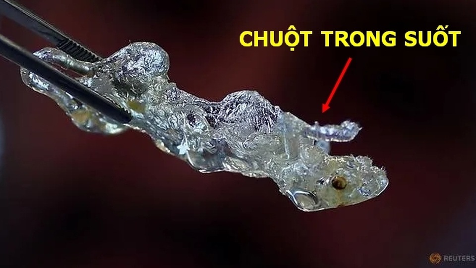 Các nhà khoa học Đức tìm ra cách biến nội tạng người trở nên trong suốt! - 3 Các nhà khoa học Đức tìm ra cách biến nội tạng người trở nên trong suốt! - 3