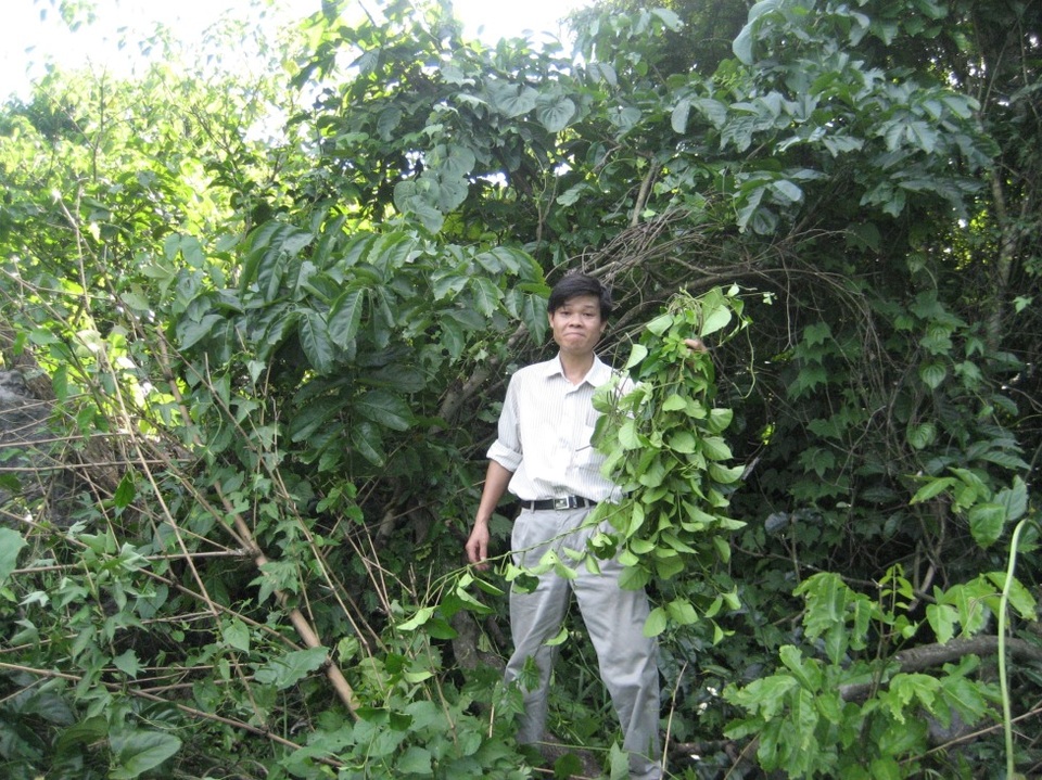 Hành trình 10 năm định danh dược liệu vàng cho bệnh tiểu đường của nhà khoa học núi rừng - 1 Hành trình 10 năm định danh dược liệu vàng cho bệnh tiểu đường của nhà khoa học núi rừng - 1