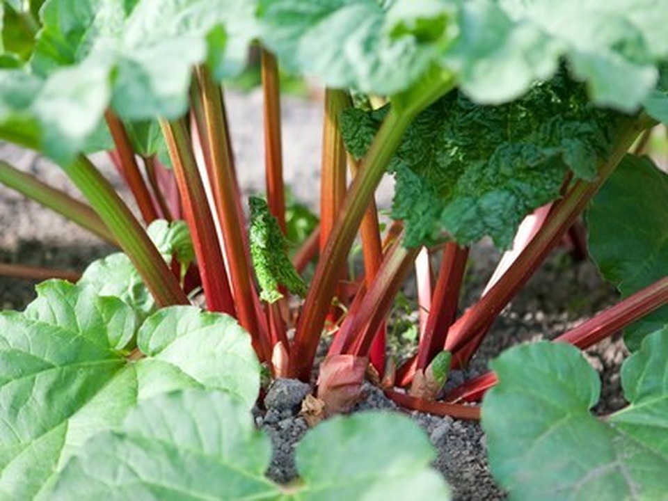 Điểm danh những món ăn nguy hiểm nhất thế giới - 2