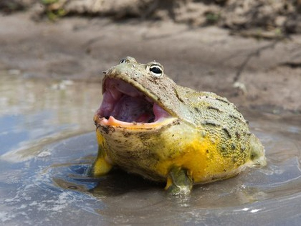 Điểm danh những món ăn nguy hiểm nhất thế giới - 8