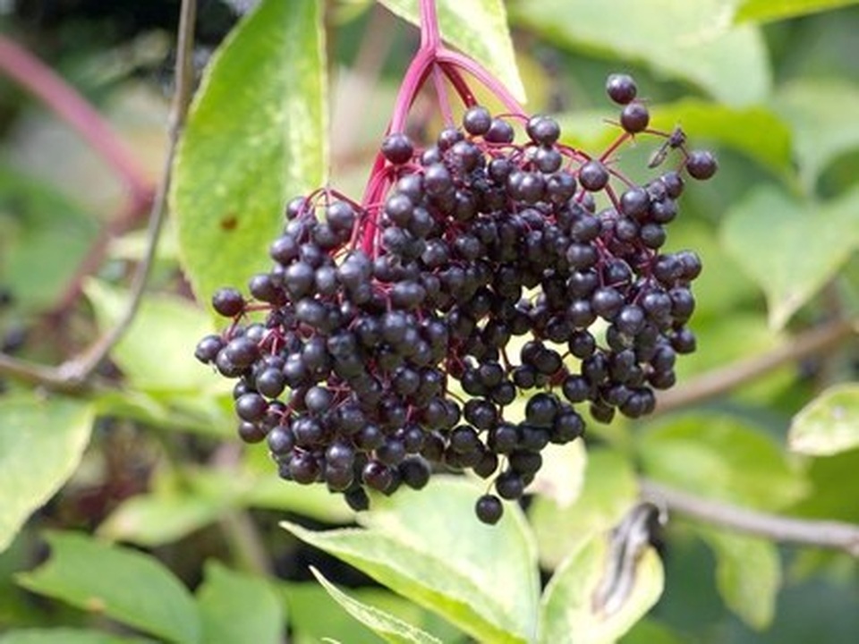 Điểm danh những món ăn nguy hiểm nhất thế giới - 9