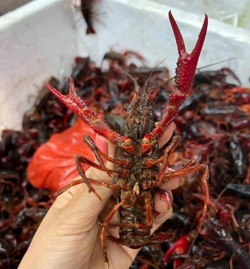 Tôm hùm đất ngon, lạ, rẻ bán đầy chợ mạng: Hàng bị cấm bán ở Việt Nam - 1 Tôm hùm đất ngon, lạ, rẻ bán đầy chợ mạng: Hàng bị cấm bán ở Việt Nam - 1