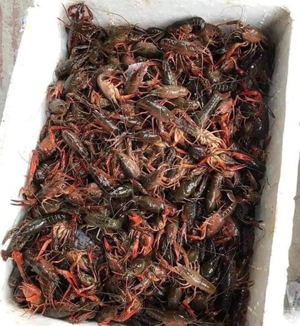 Tôm hùm đất ngon, lạ, rẻ bán đầy chợ mạng: Hàng bị cấm bán ở Việt Nam - 3 Tôm hùm đất ngon, lạ, rẻ bán đầy chợ mạng: Hàng bị cấm bán ở Việt Nam - 3