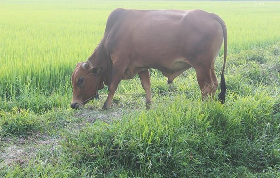 Xét nghiệm ADN… cho bò để tìm chủ - 1 Xét nghiệm ADN… cho bò để tìm chủ - 1