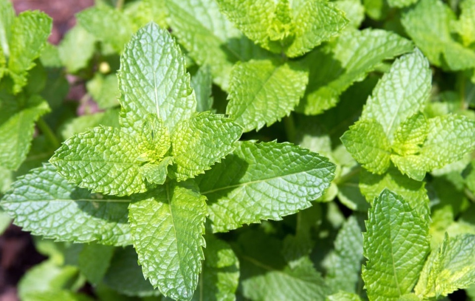 7 cách chữa hôi miệng tại nhà đơn giản - 3 7 cách chữa hôi miệng tại nhà đơn giản - 3