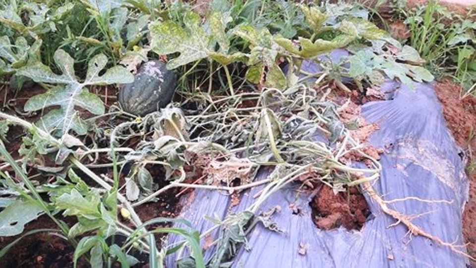 Điếng người nhìn 5 sào dưa hấu sắp đến kỳ thu hoạch bị phá tan tành - 2