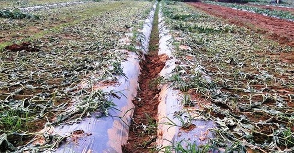 Điếng người nhìn 5 sào dưa hấu sắp đến kỳ thu hoạch bị phá tan tành - 1