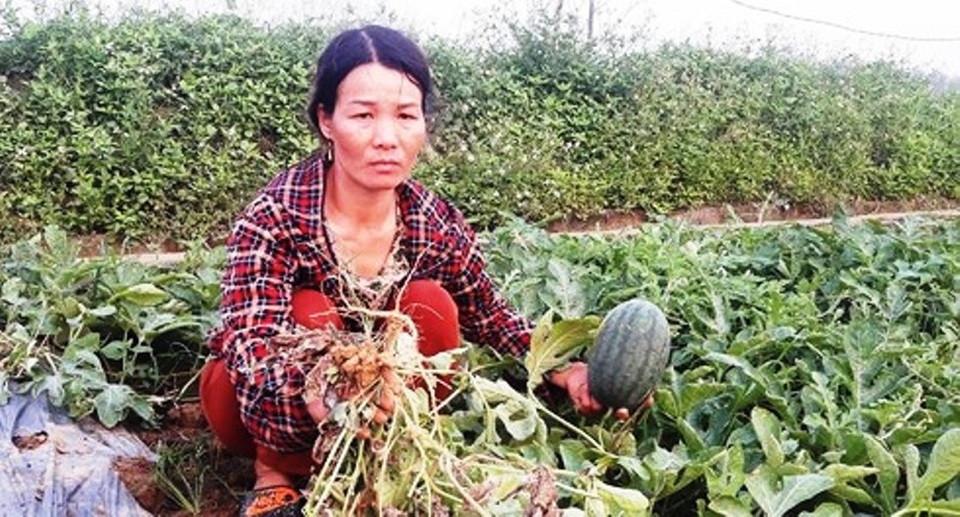 Điếng người nhìn 5 sào dưa hấu sắp đến kỳ thu hoạch bị phá tan tành - 3