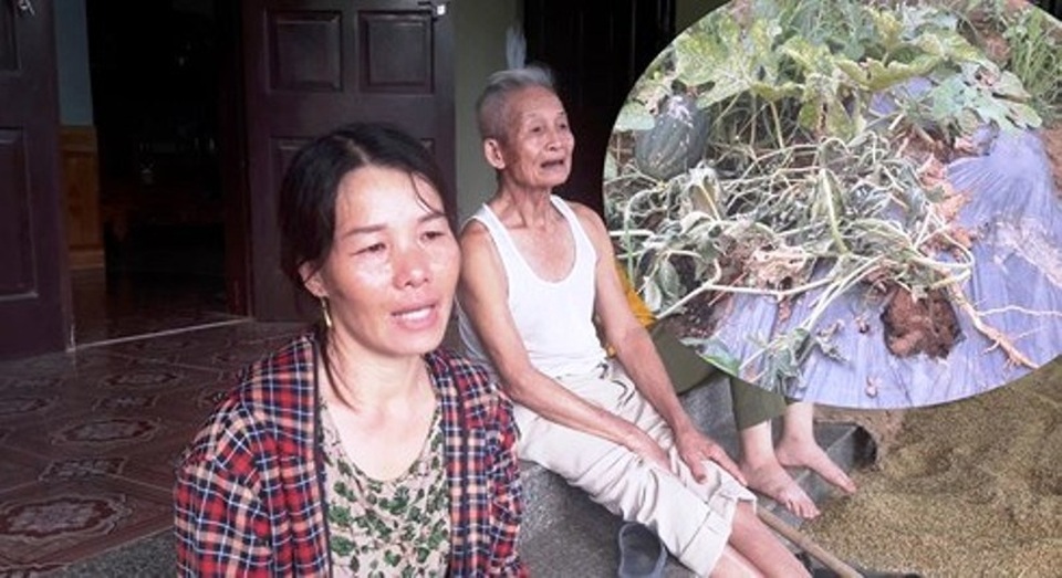 Điếng người nhìn 5 sào dưa hấu sắp đến kỳ thu hoạch bị phá tan tành - 4