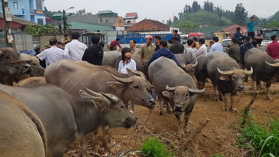 Độc đáo phiên chợ trâu lớn nhất vùng Tây Bắc - 19 Độc đáo phiên chợ trâu lớn nhất vùng Tây Bắc - 19