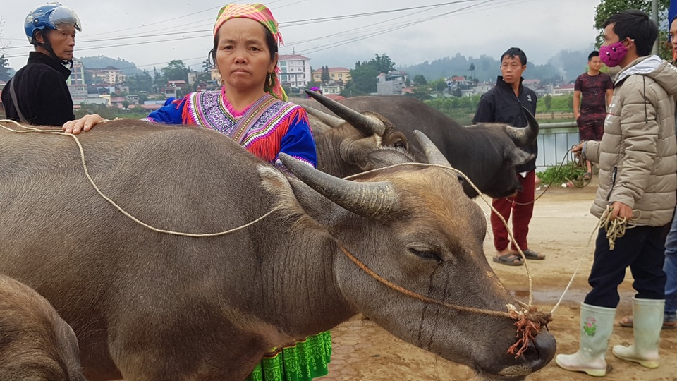 Độc đáo phiên chợ trâu lớn nhất vùng Tây Bắc - 21 Độc đáo phiên chợ trâu lớn nhất vùng Tây Bắc - 21