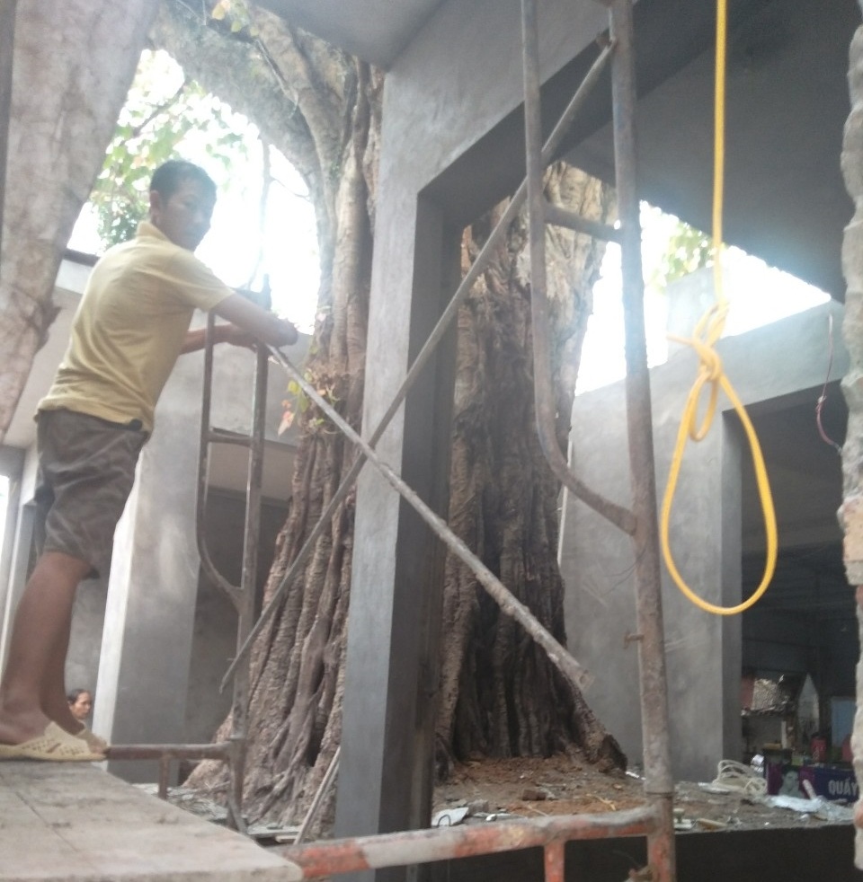 Chủ tịch tỉnh chỉ đạo kiểm tra việc cây bồ đề hàng trăm tuổi bị xâm hại - 2 Chủ tịch tỉnh chỉ đạo kiểm tra việc cây bồ đề hàng trăm tuổi bị xâm hại - 2