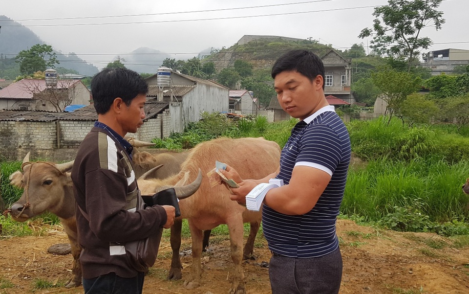 Độc đáo phiên chợ trâu lớn nhất vùng Tây Bắc - 15 Độc đáo phiên chợ trâu lớn nhất vùng Tây Bắc - 15