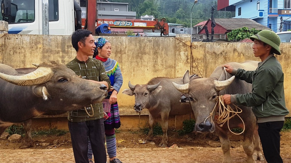 Độc đáo phiên chợ trâu lớn nhất vùng Tây Bắc - 14 Độc đáo phiên chợ trâu lớn nhất vùng Tây Bắc - 14