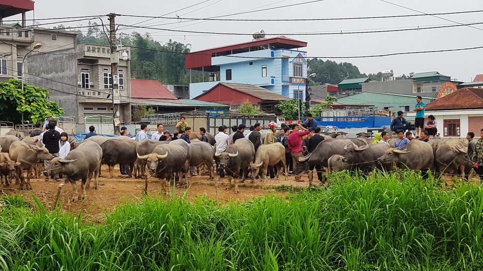 Độc đáo phiên chợ trâu lớn nhất vùng Tây Bắc - 2 Độc đáo phiên chợ trâu lớn nhất vùng Tây Bắc - 2