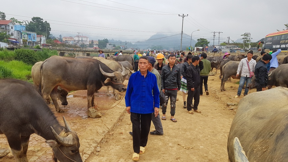 Độc đáo phiên chợ trâu lớn nhất vùng Tây Bắc - 18 Độc đáo phiên chợ trâu lớn nhất vùng Tây Bắc - 18