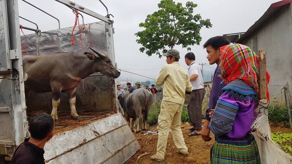 Độc đáo phiên chợ trâu lớn nhất vùng Tây Bắc - 13 Độc đáo phiên chợ trâu lớn nhất vùng Tây Bắc - 13
