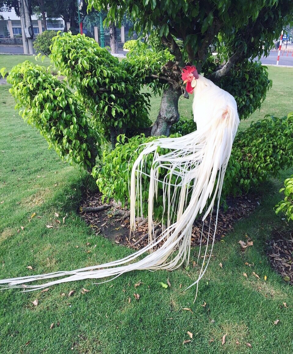 Gà quý tộc trắng toát: Đuôi dài 2 mét, giá 100 triệu đồng - 1 Gà quý tộc trắng toát: Đuôi dài 2 mét, giá 100 triệu đồng - 1