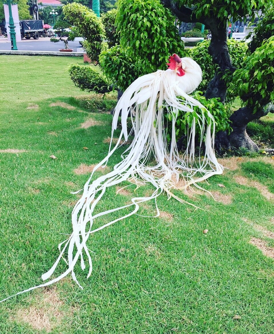 Gà quý tộc trắng toát: Đuôi dài 2 mét, giá 100 triệu đồng - 4 Gà quý tộc trắng toát: Đuôi dài 2 mét, giá 100 triệu đồng - 4
