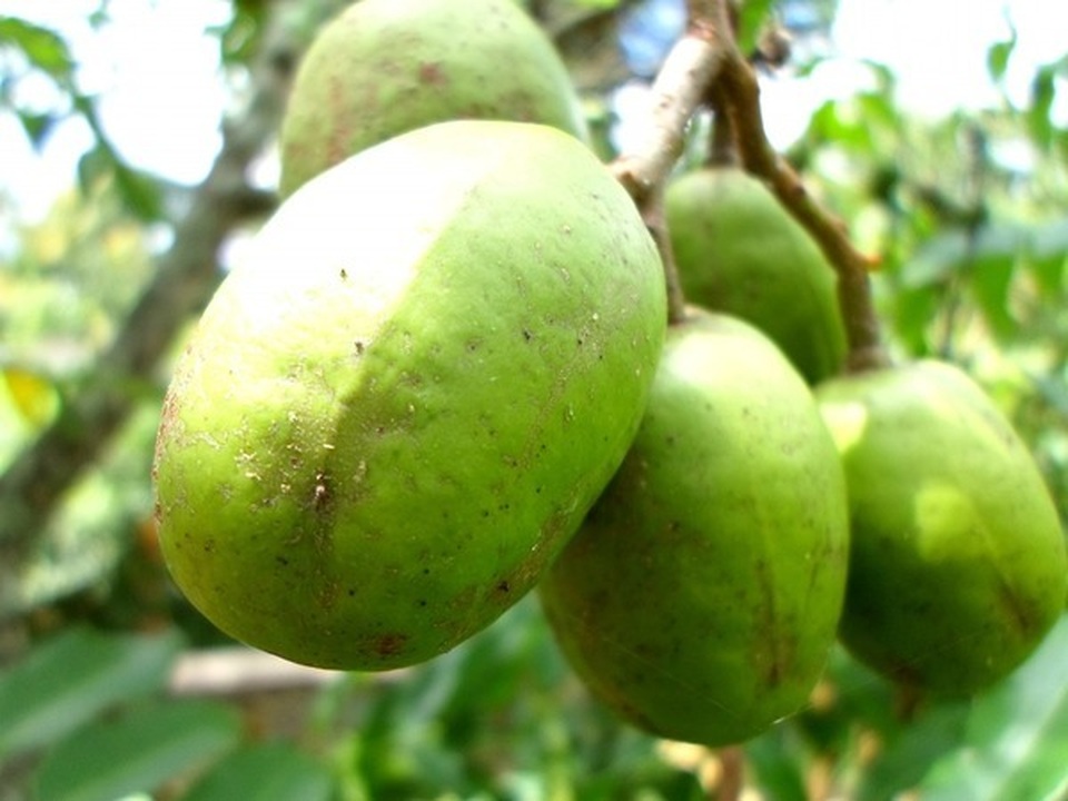 Lợi ích sức khỏe của quả cóc - 1 Lợi ích sức khỏe của quả cóc - 1